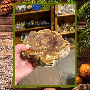 New petrified wood stone